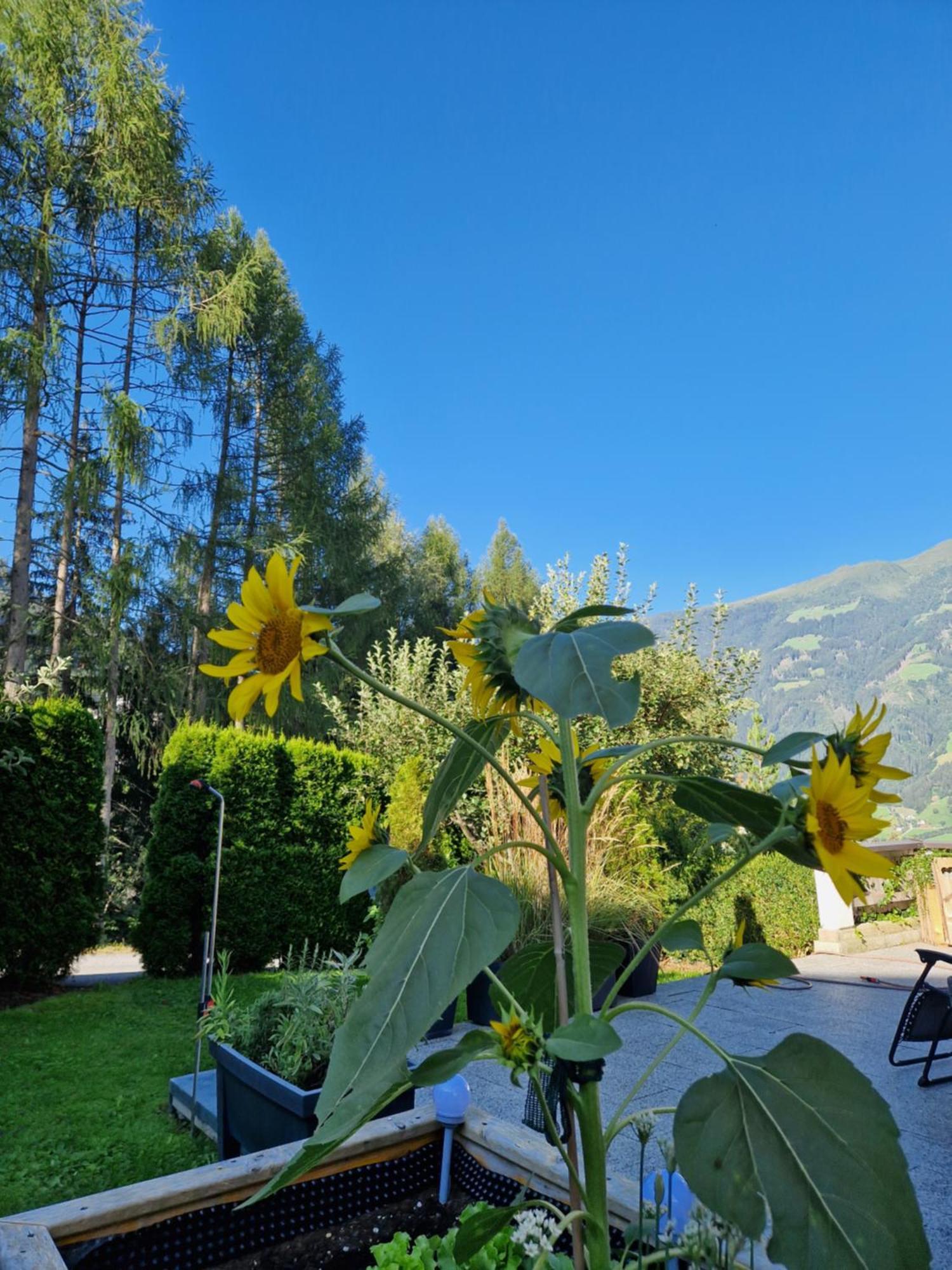 Haus Roland Apartment Zell am Ziller Exterior photo